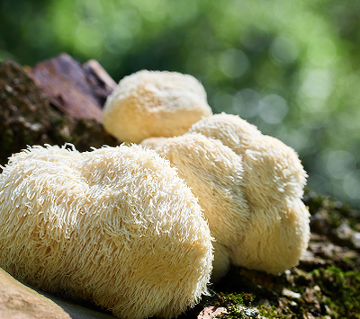 Lion’s Mane