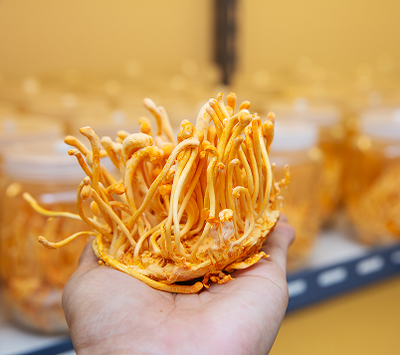 Cordyceps