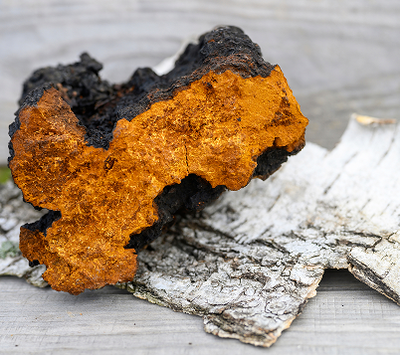Chaga