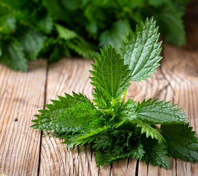 Lemon Balm